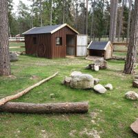 Gotlands Djurpark Belgisk Jätte