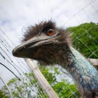 Gotlands Djurpark Emu