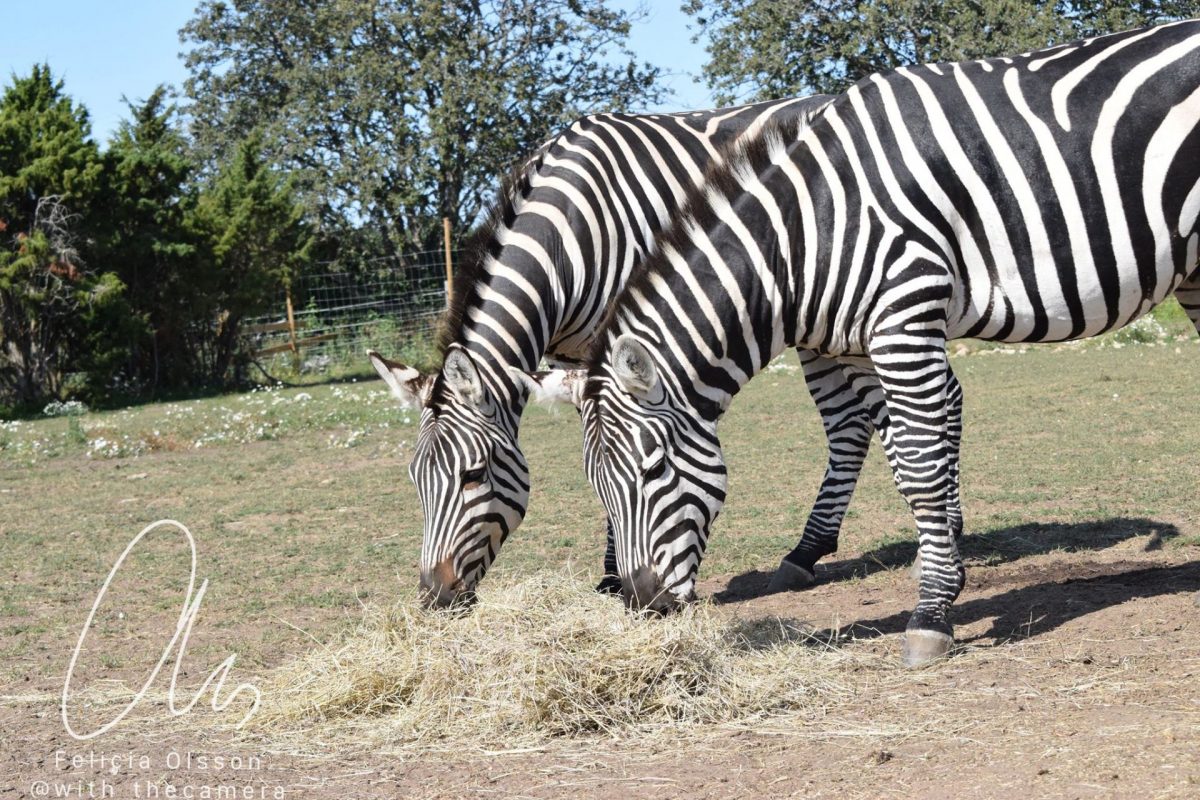 Gotlands Djurpark Zebra
