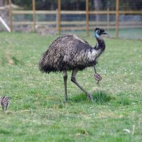 Gotlands Djurpark Emu