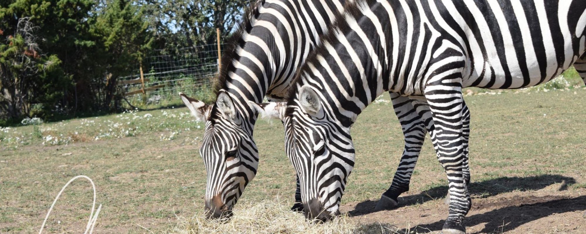 Gotlands Djurpark Zebra